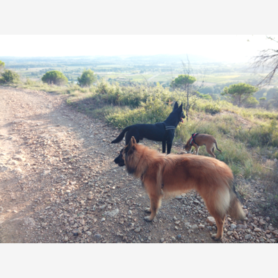 image_Promener ou rendre visite à vos animaux