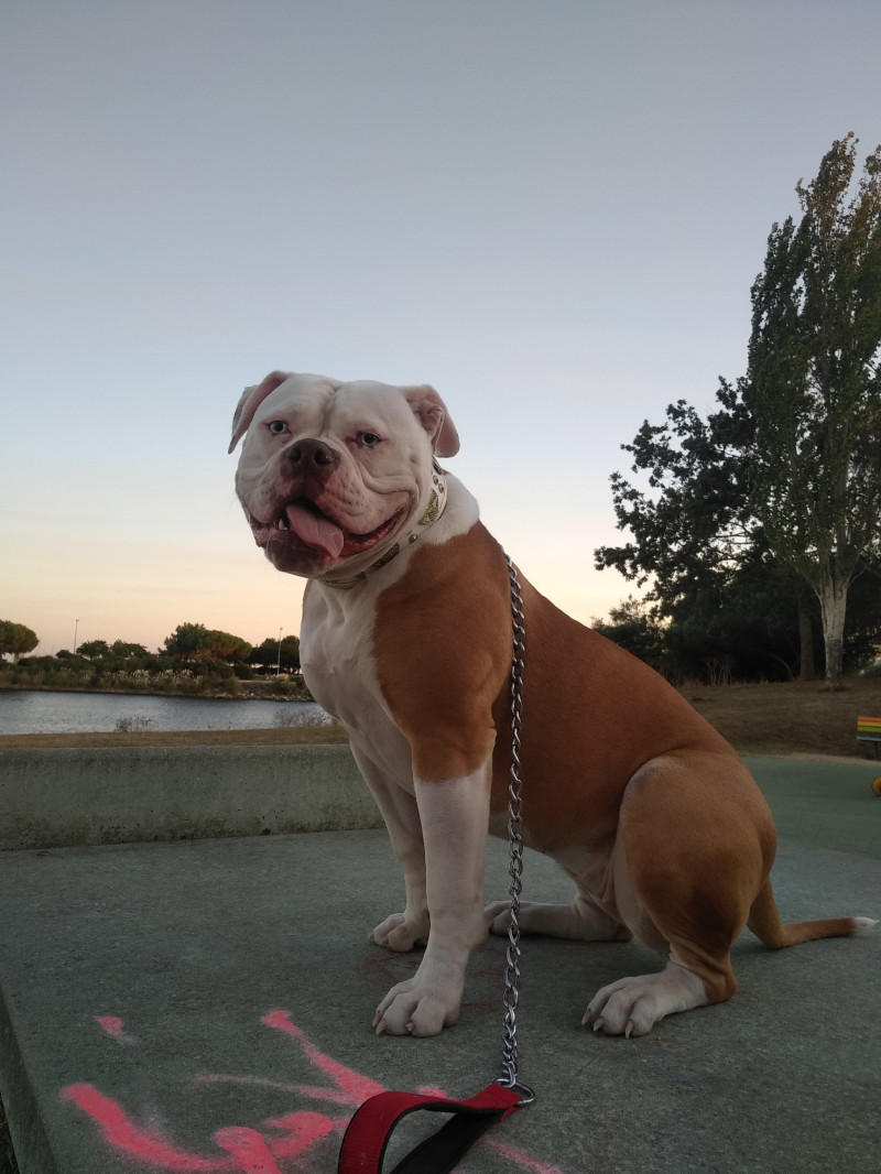 image_Recherche personne soigneuse pour ma nikita