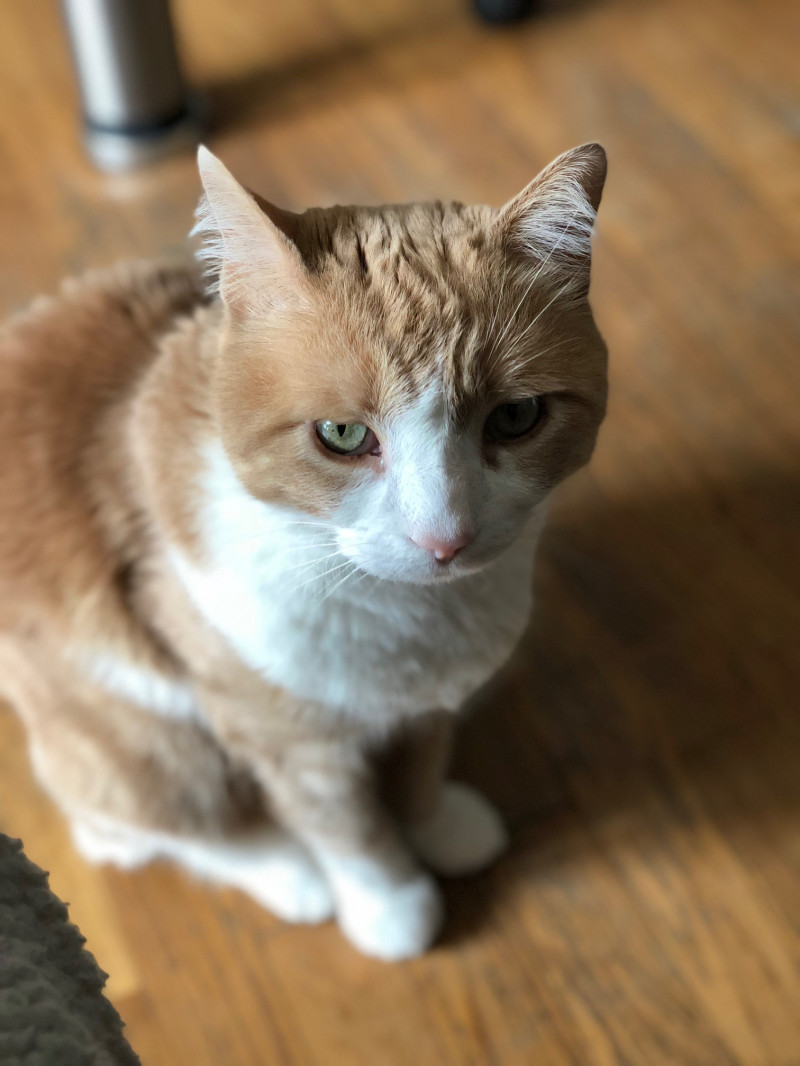 image_nounou pour mes chats