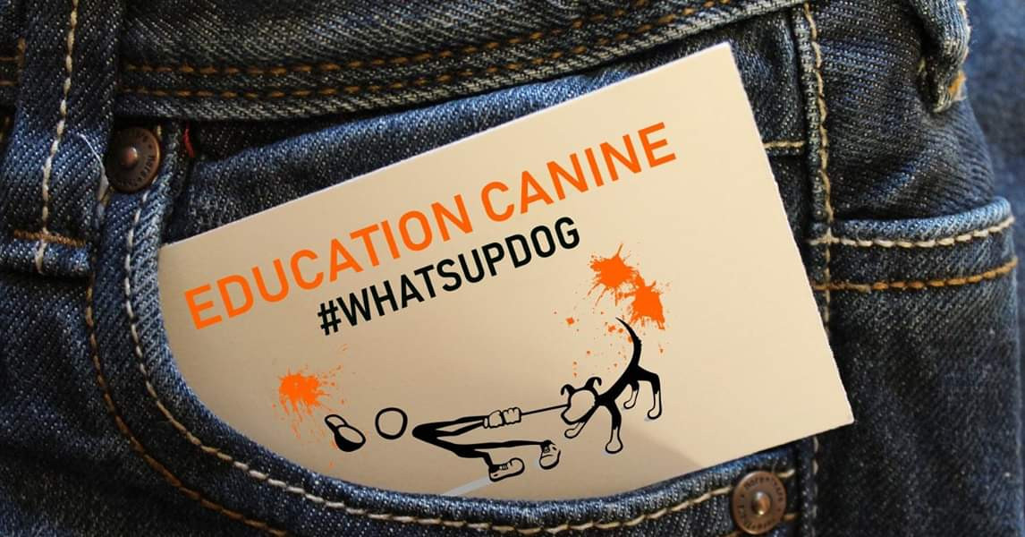 image_WHATSUPDOG éduque ton CHIEN ????♂