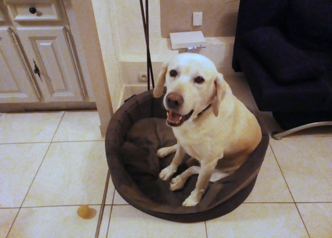 image_Cherche petsitter pour mon labrador