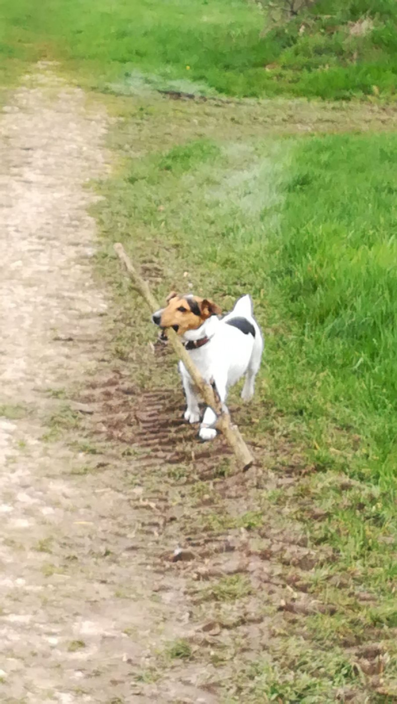 image_Garde d'animaux