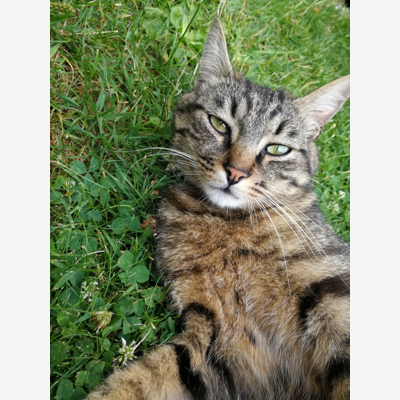 image_Recherche hébergement pour notre chat Olaf