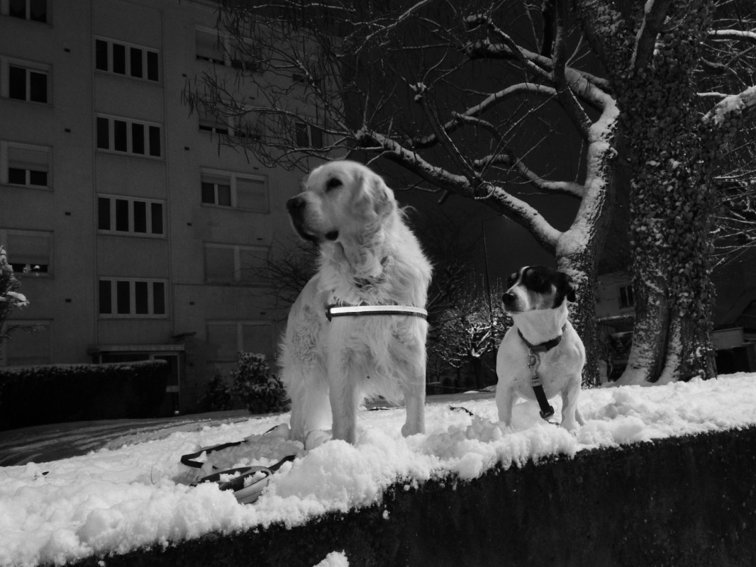 image_Recherche pet sitter