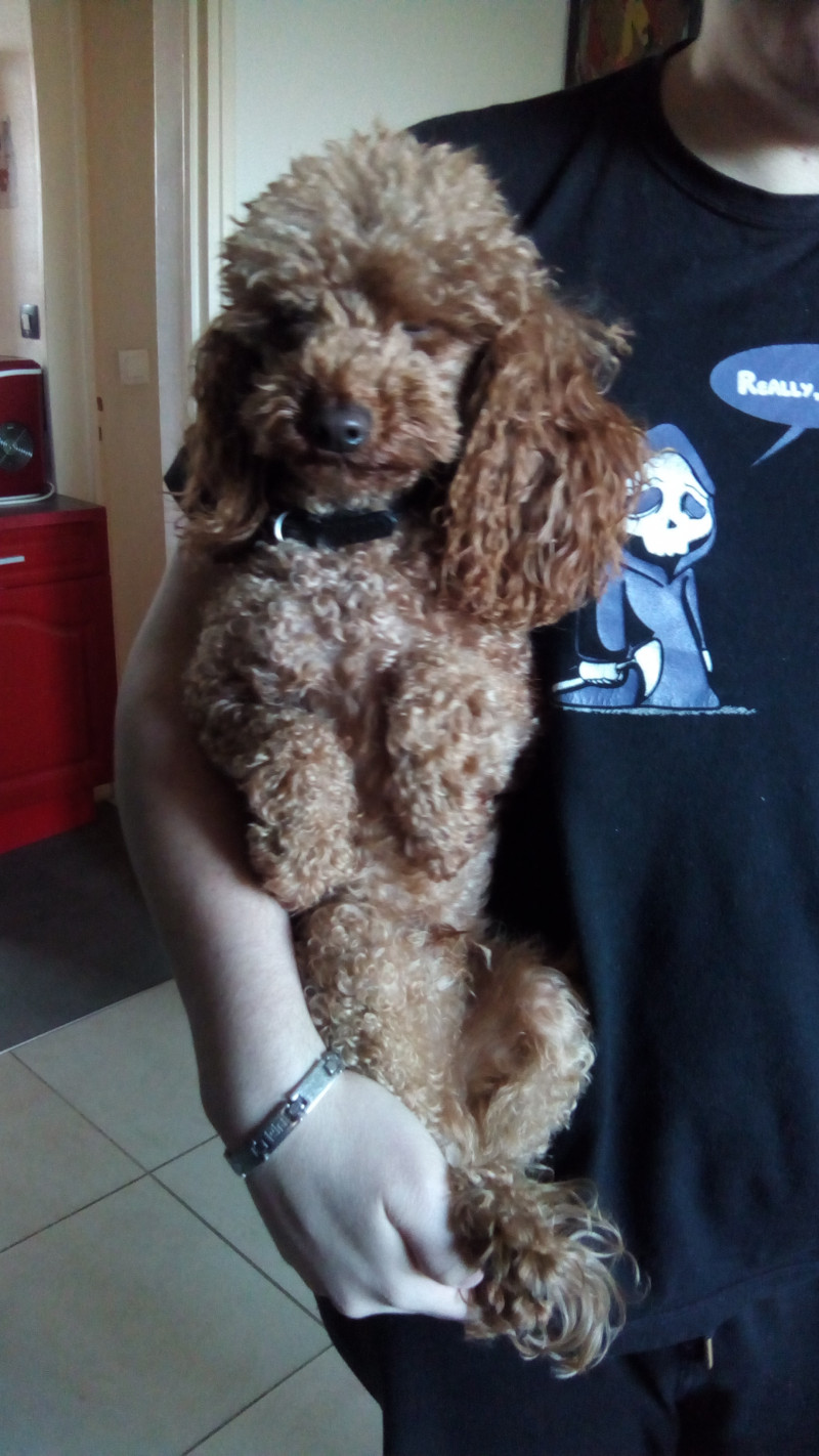 image_Nounou pour animaux