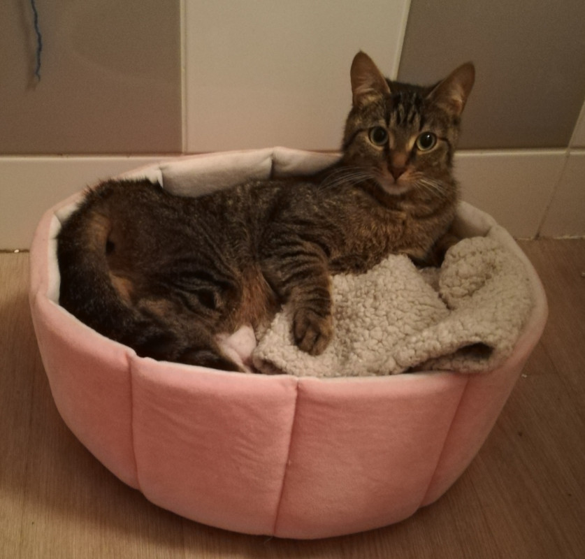 image_Recherche personne pouvant garder mes animaux