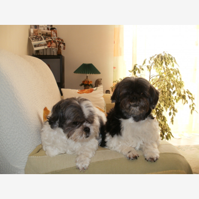image_Je garde vos petits chiens
