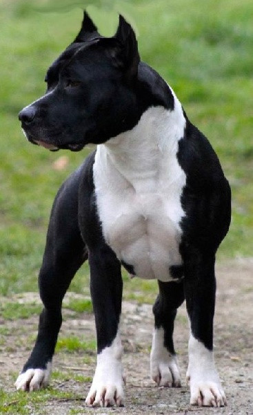 image_Recherche Petsitter
