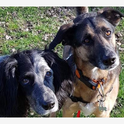 image_2 chiens a faire garder