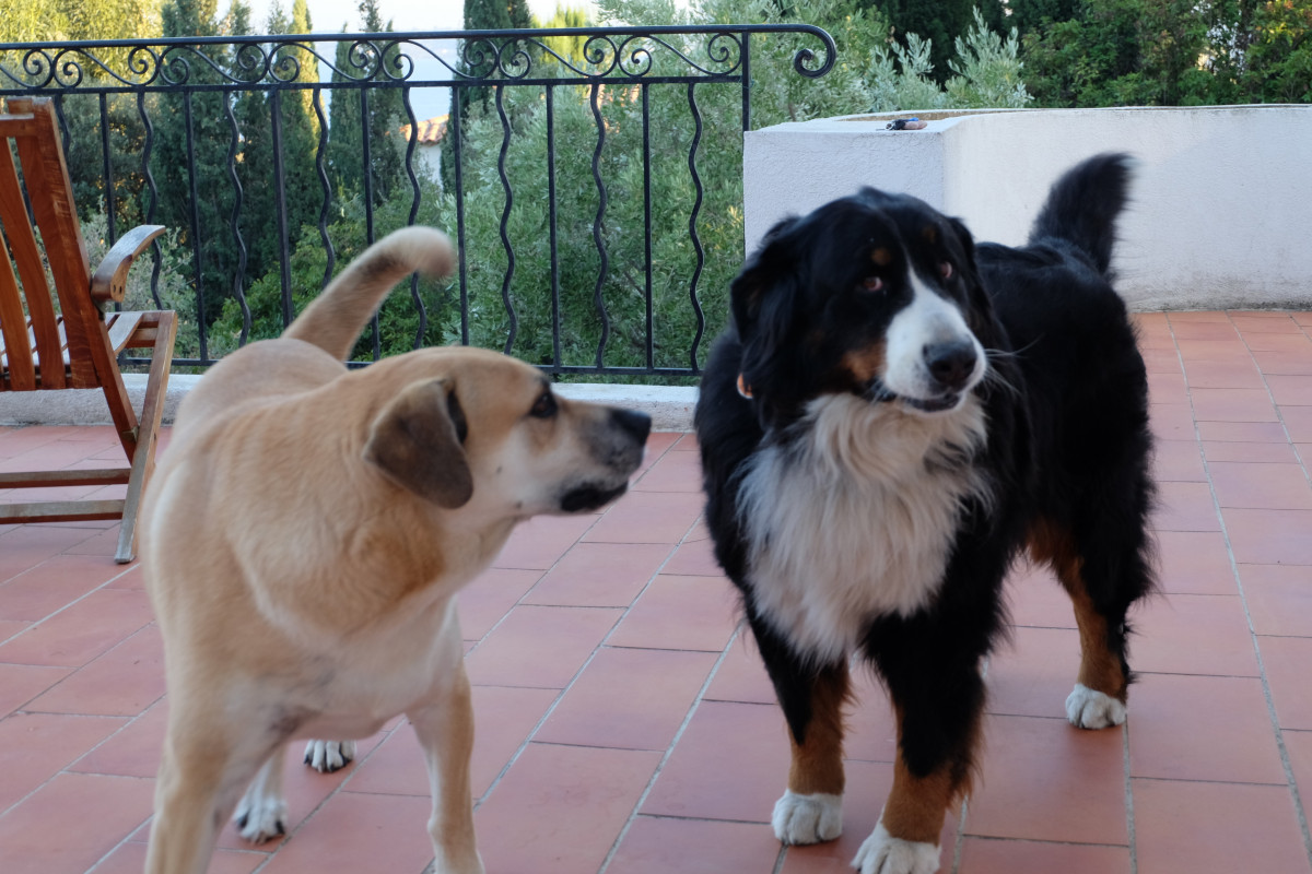 image_balades et gardes d'animaux