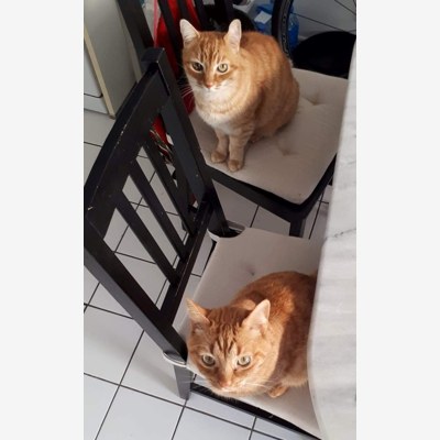 image_Garde de 2 chats