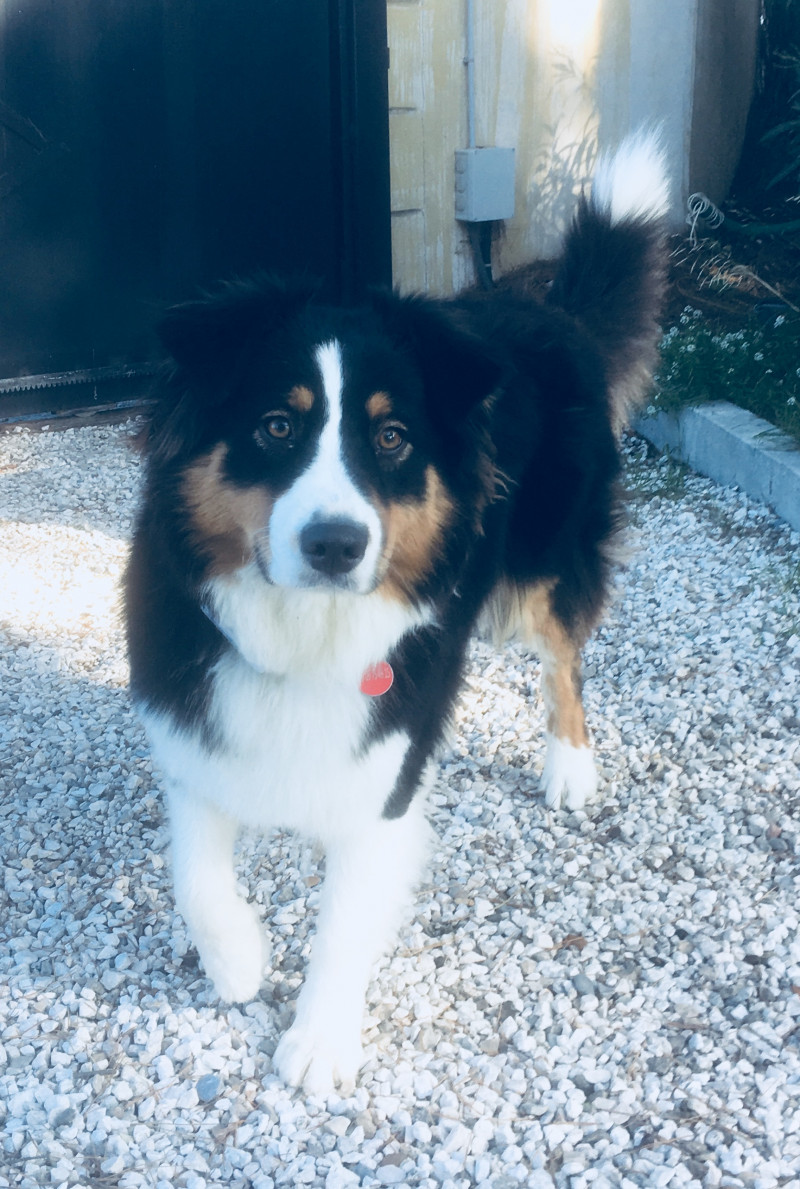 image_Recherche garde de chien