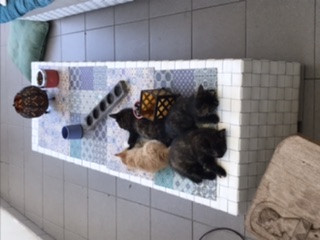 image_URGENT maman chat et ses petits cherchent maison de vacances