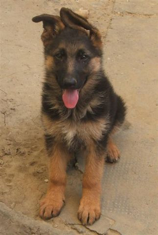 image_Garde d'animaux, petsitting