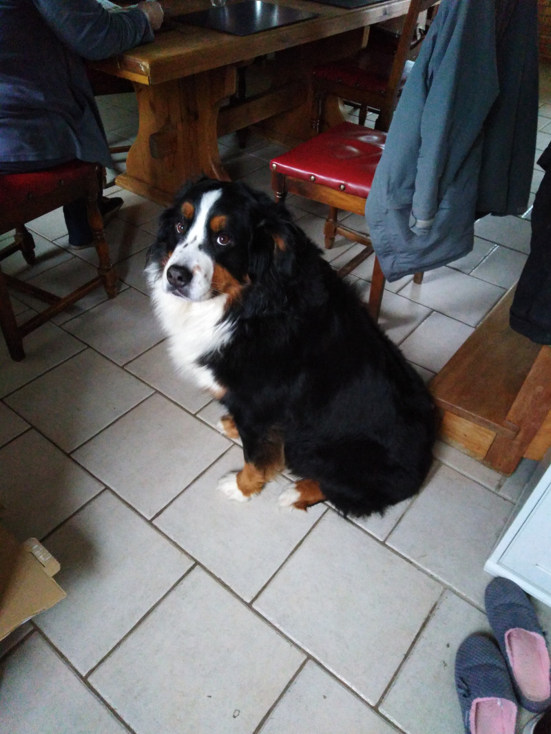 image_Garde animaux