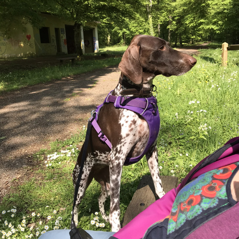 image_Pension familiale pour chien