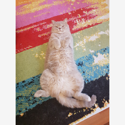 image_Recherche Catsitter
