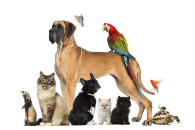 image_garde animalière