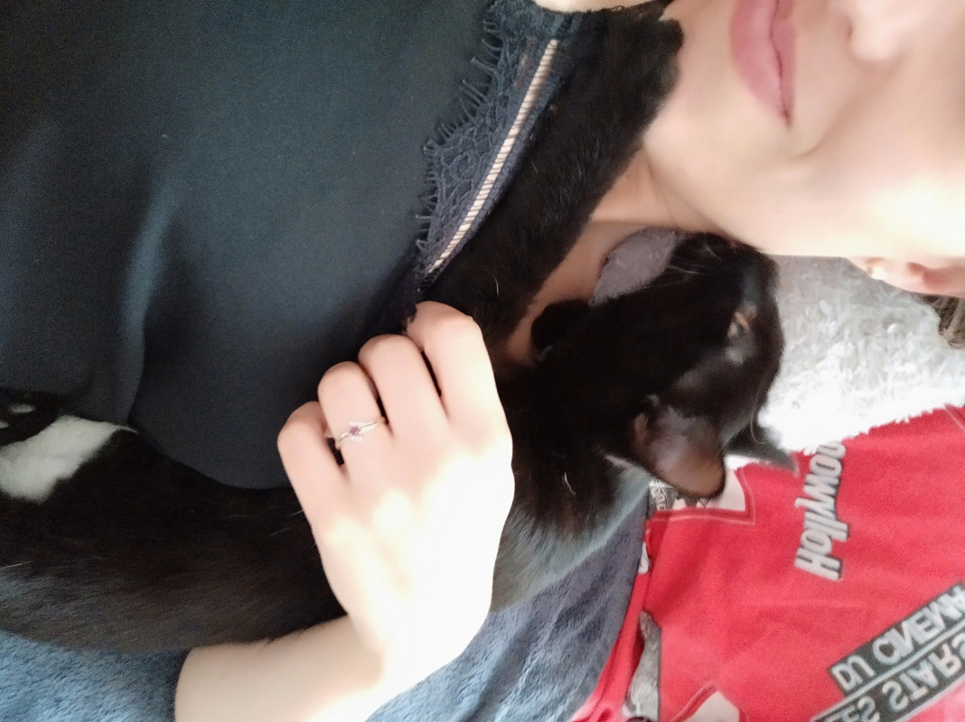 image_Petsitter