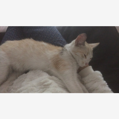 image_PETSITTER