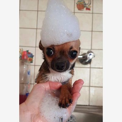 image_Je me propose pour garder vos animaux