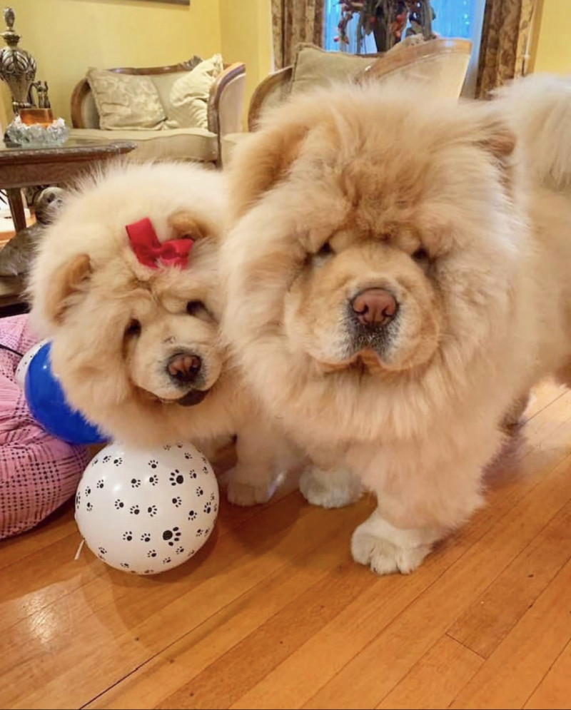 image_Garde d’animaux