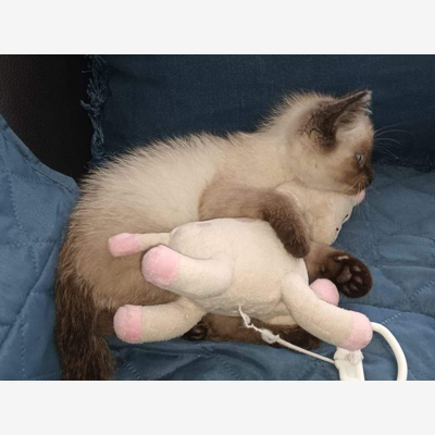image_Cherche à faire garder mon petit chat