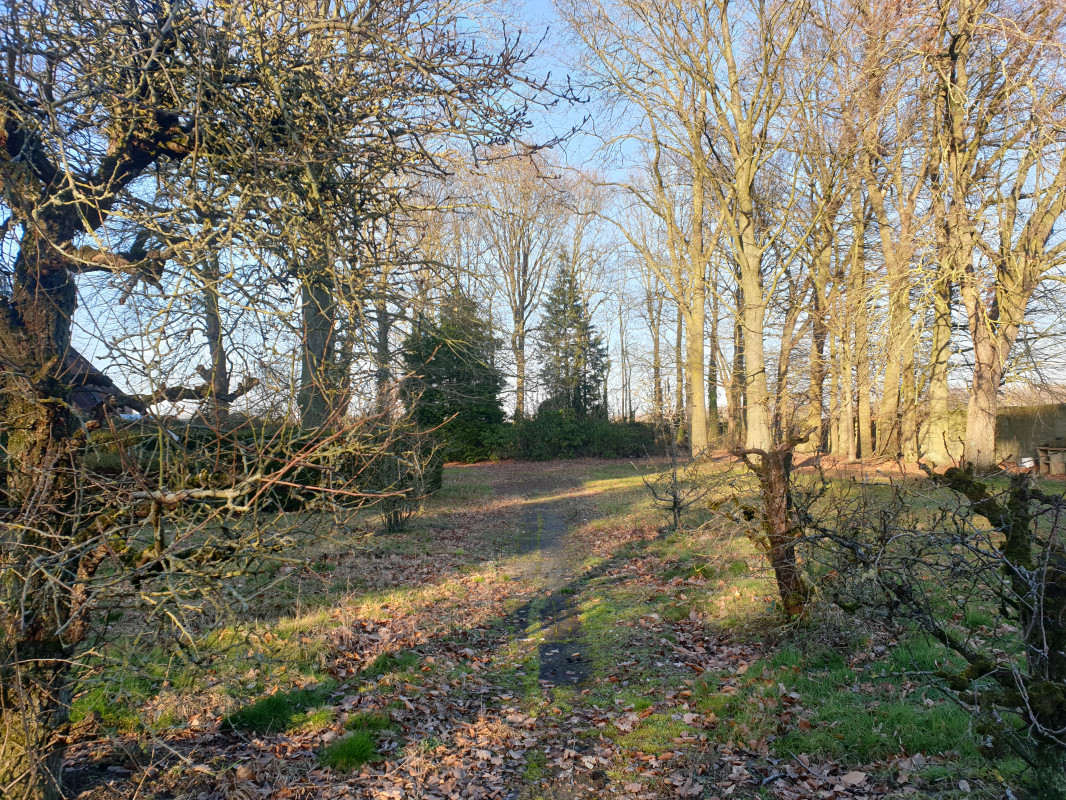 image_Cherche retrait arbres contre bois de chauffage