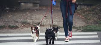 image_Pet-sitting à votre Domicile