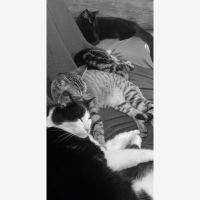image_Garde d’animaux