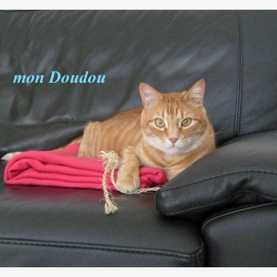 image_garde de chats chez vous