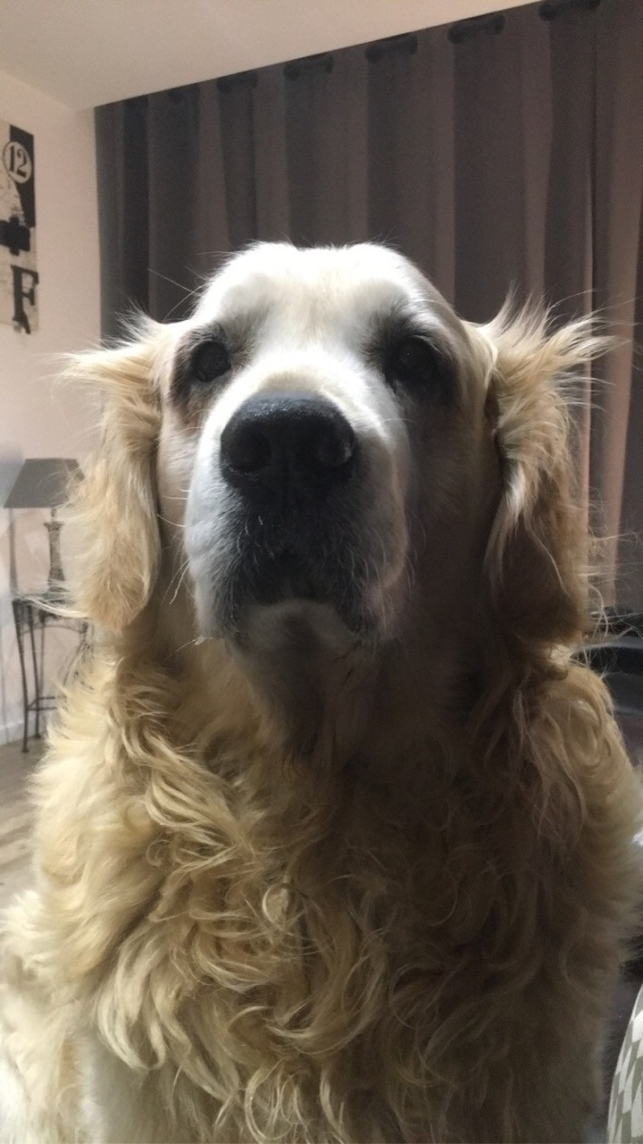 image_Cherche garde pour mon chien