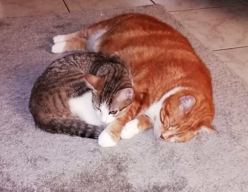 image_Garde de 1 chat et 1 chaton