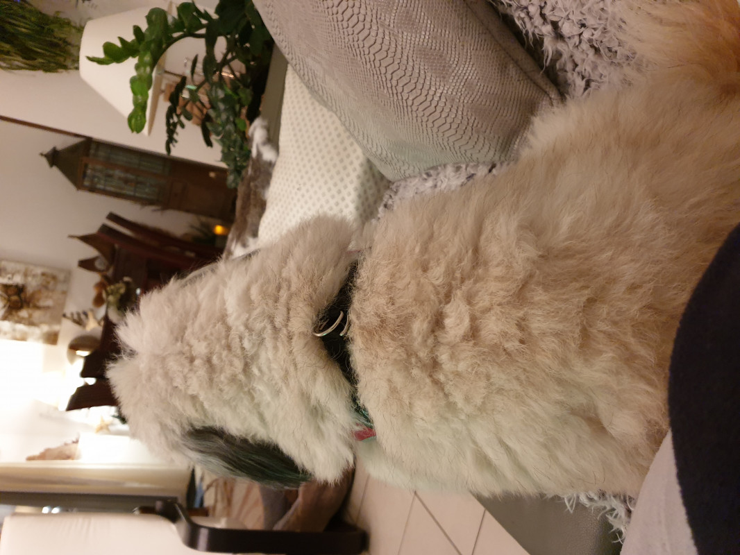 image_Garde de chiens