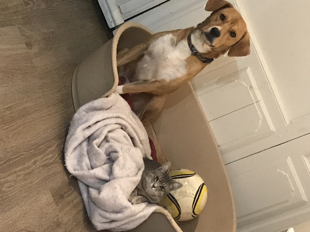 image_Garde chien