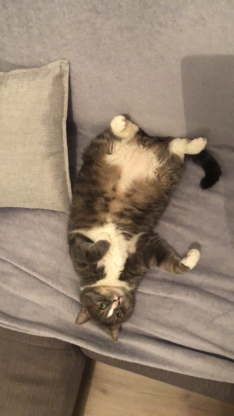 image_Garde chat