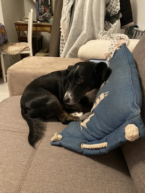 image_Recherche garde pour petite chienne