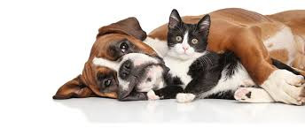 image_Garde d'animaux en toute sécurité