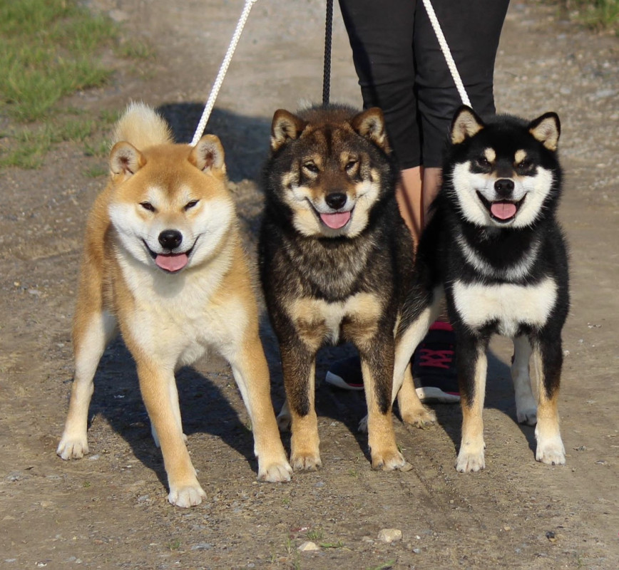 image_Promenade d’animaux
