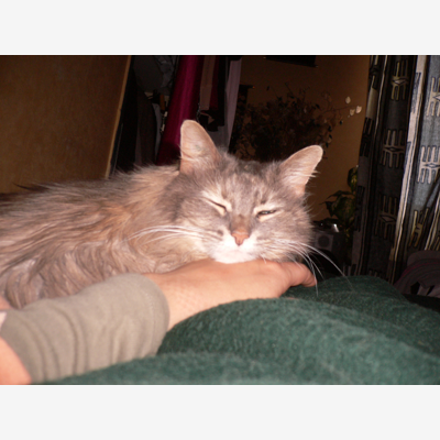 image_garde d'animaux chat chien lapin