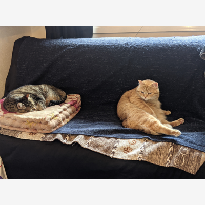 image_Garde chats, chiens, rongeurs