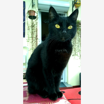 image_visite à domicile pour chats ou garde autres animaux