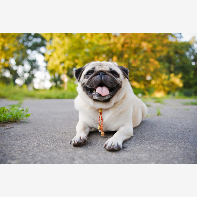 image_Garde d'animaux
