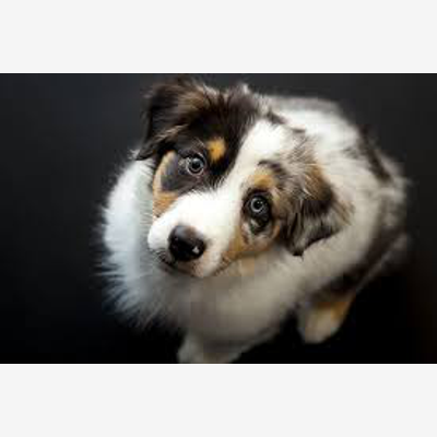 image_garde animal