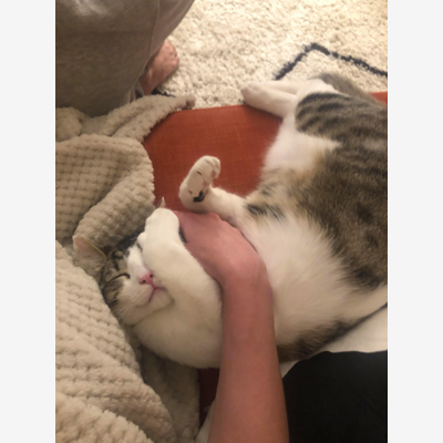 image_Recherche qqun pour garder mon chat