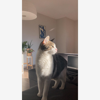 image_Recherche qqun pour garder mon chat