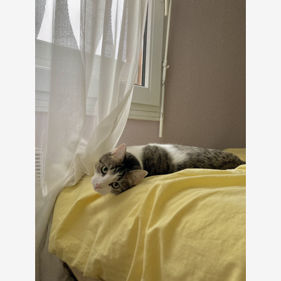 image_A la recherche de qqun pour garder mon chat