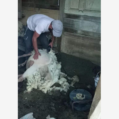 image_Tonte de mouton