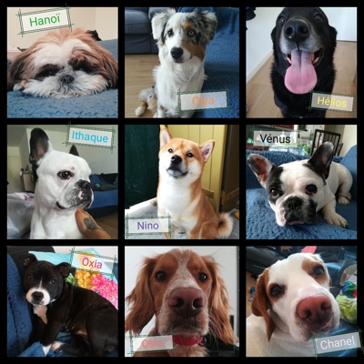 image_La Case Toutou - Audrey Dogsitter