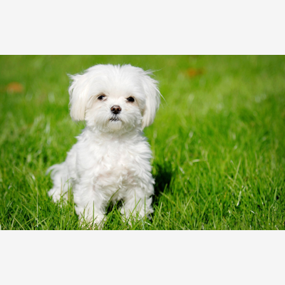 image_garde votre petit chien